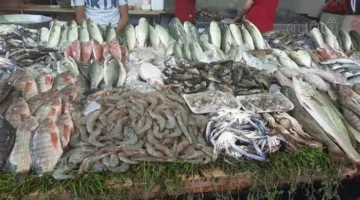 تباين أسعار الأسماك اليوم مع انخفاض البلطي وارتفاع الكابوريا في الأسواق المصرية